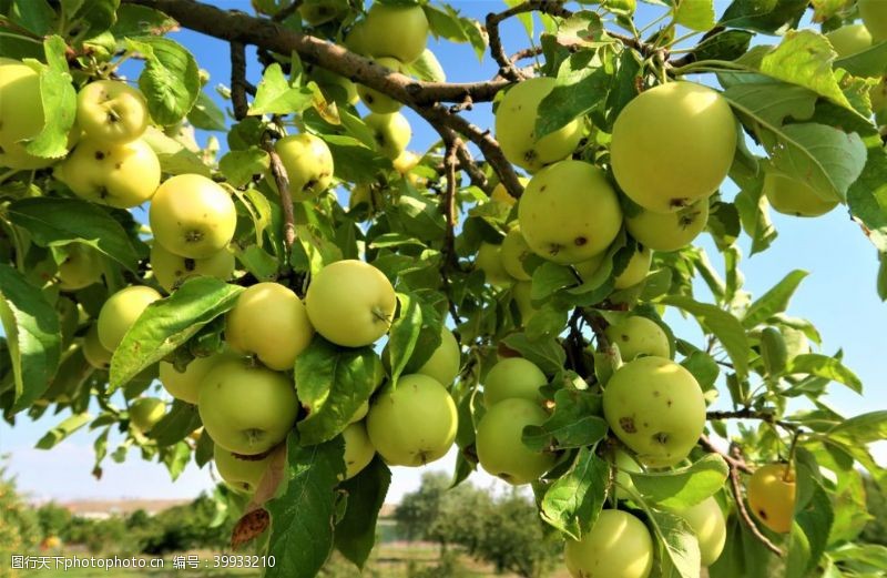 生态种植树枝上的青苹果图片