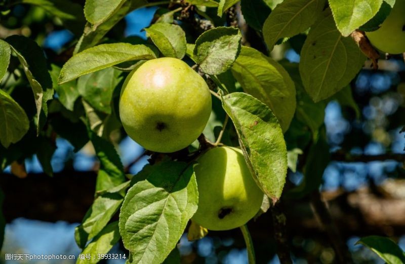 苹果树树枝上的青苹果图片