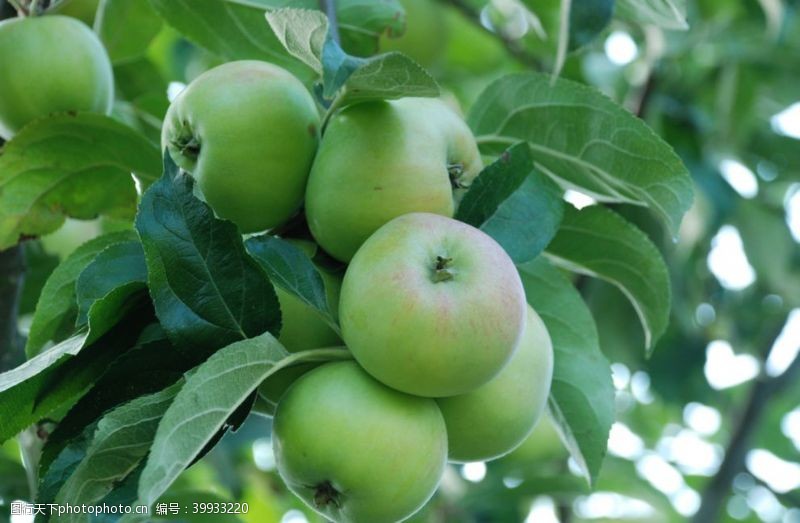 生态种植树枝上的青苹果图片