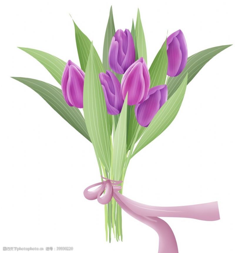 花束紫色郁金香图片