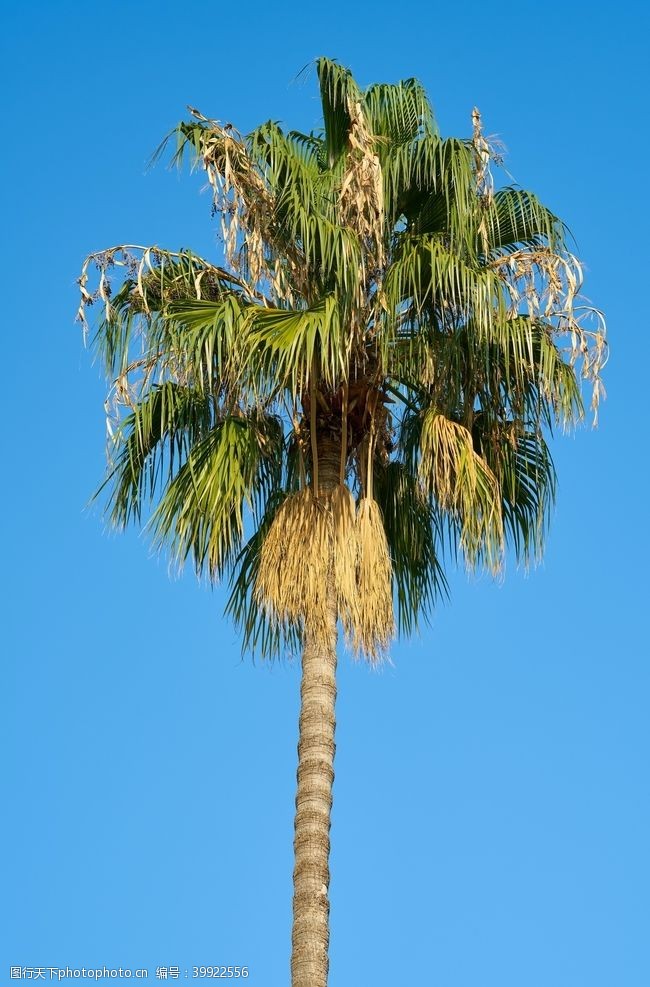 植被棕榈树图片