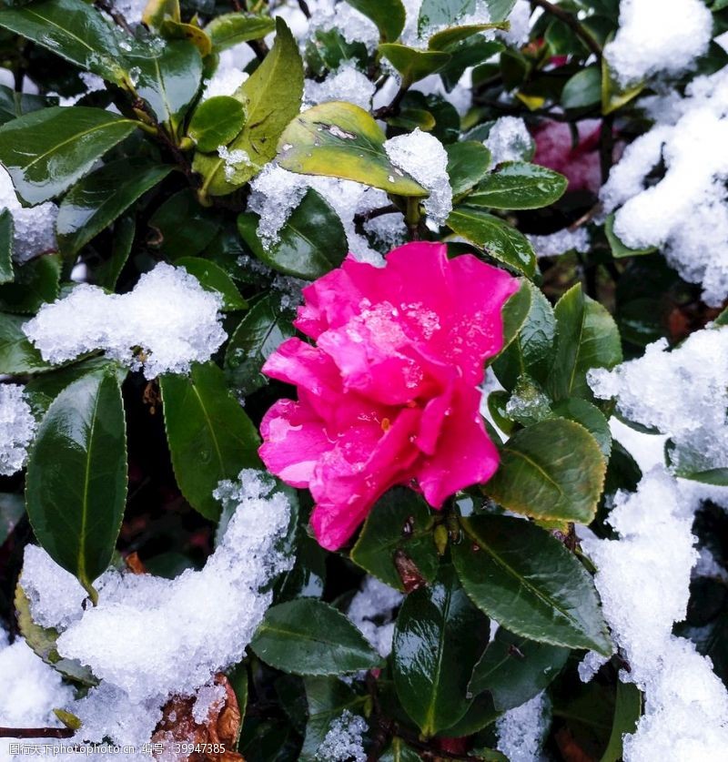 红色的雪傲雪开放的山茶花图片