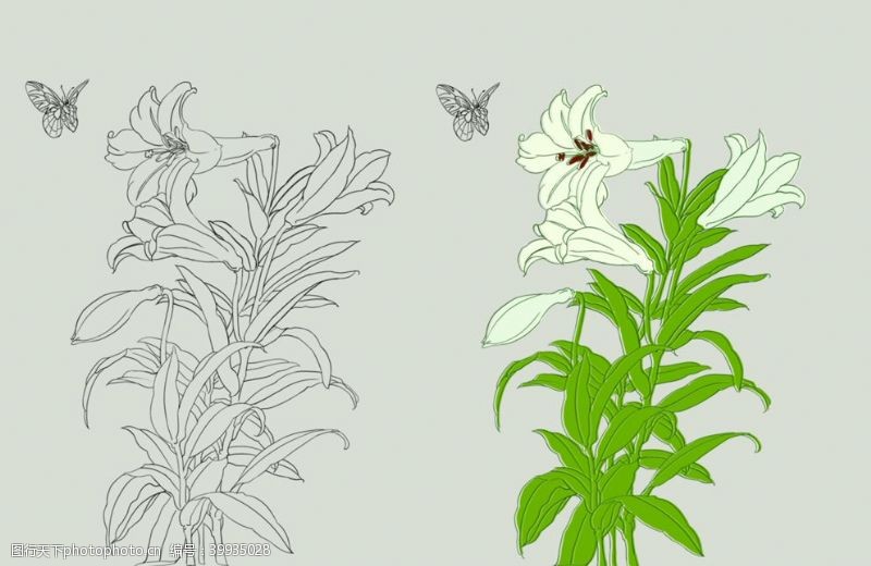 花卉白描图百合花图片