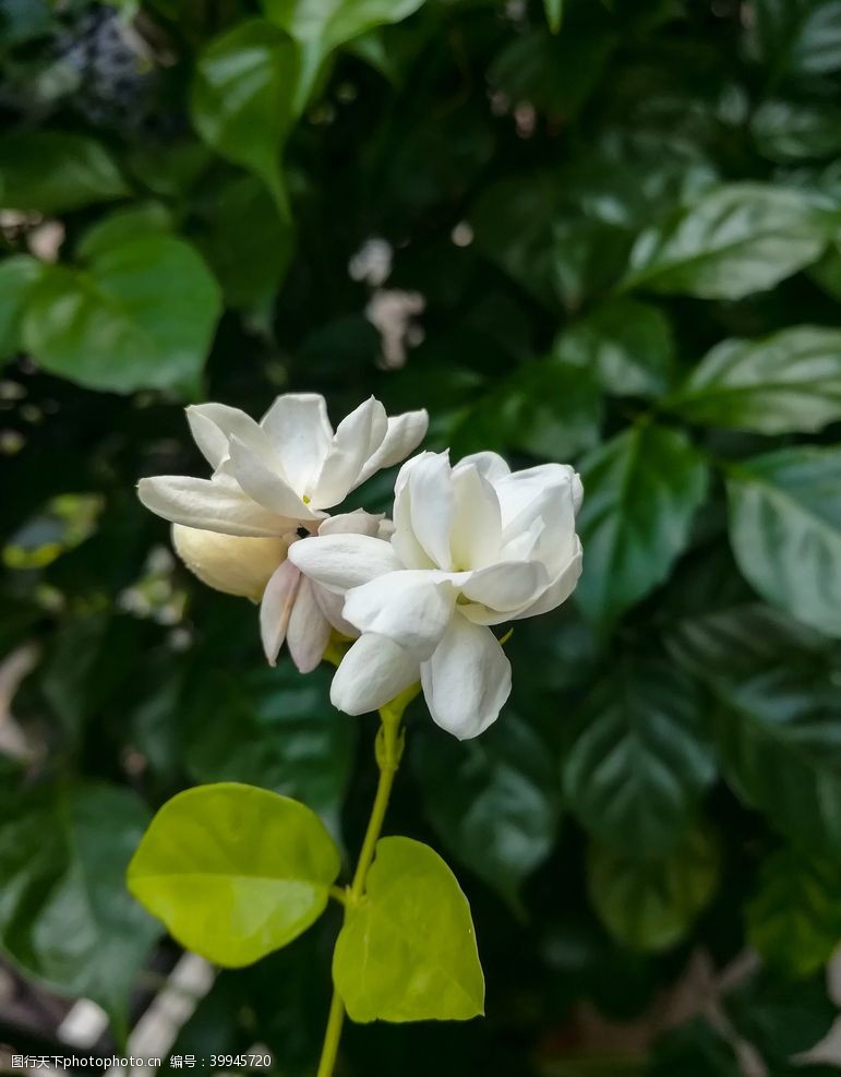 芍药花白牡丹图片