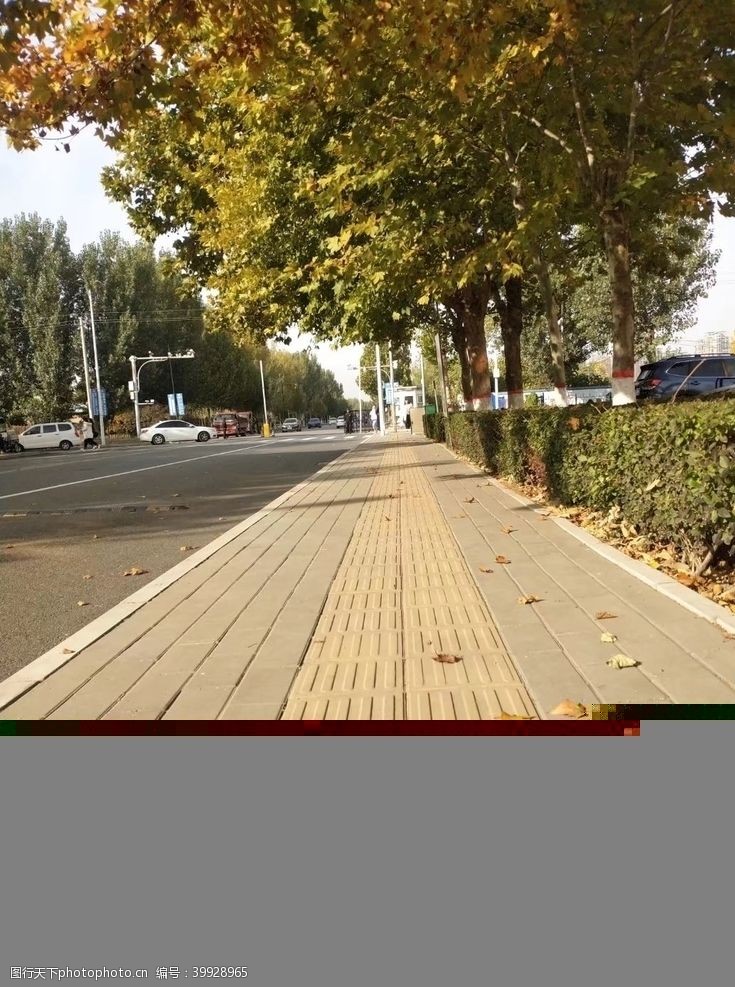 秋天的落叶笔直的马路图片