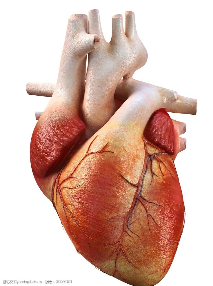 肺部创意人体器官图片