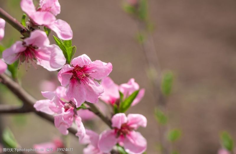 春天粉色海棠花摄影图片