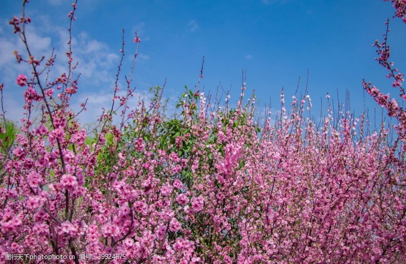 春天户外蓝天白云树林粉色海棠花图片