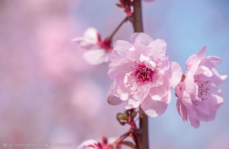 春天户外清新海棠花图片