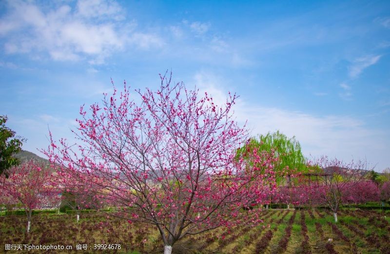 春天蓝天白云户外海棠树土地摄影图片