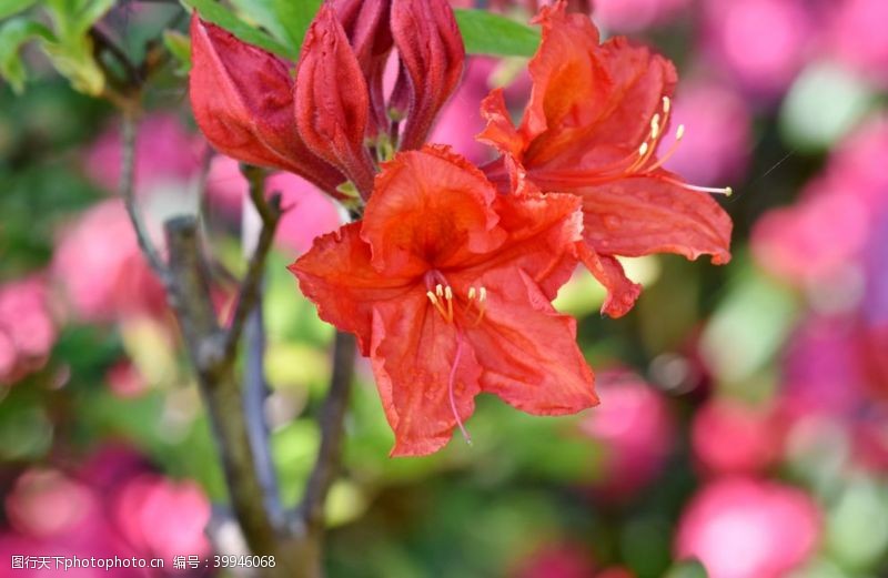 白菊花大丽花图片