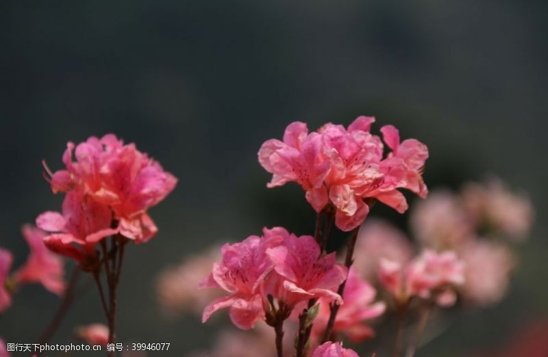 红菊花大丽花图片