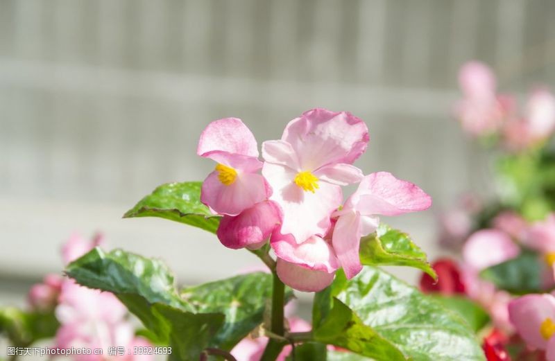 花卉摄影素材粉色四季海棠图片