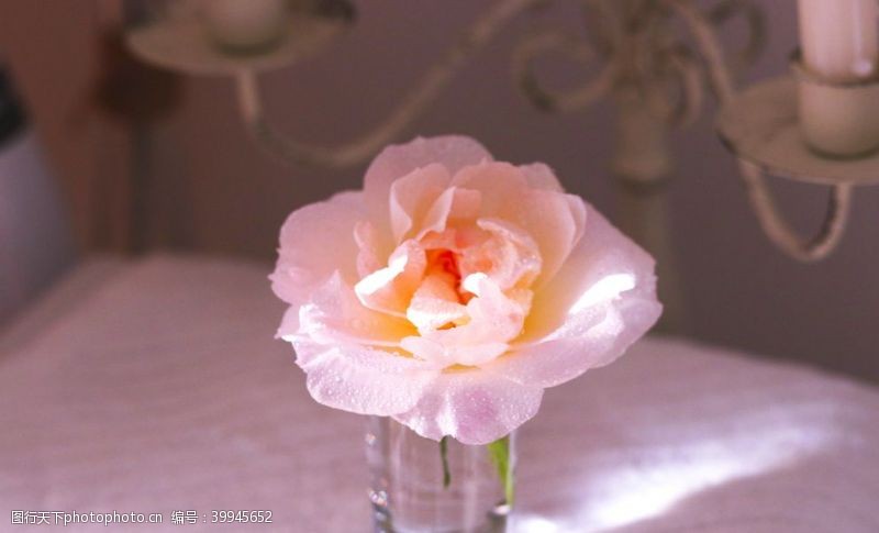 520情人节花瓶玫瑰插花图片