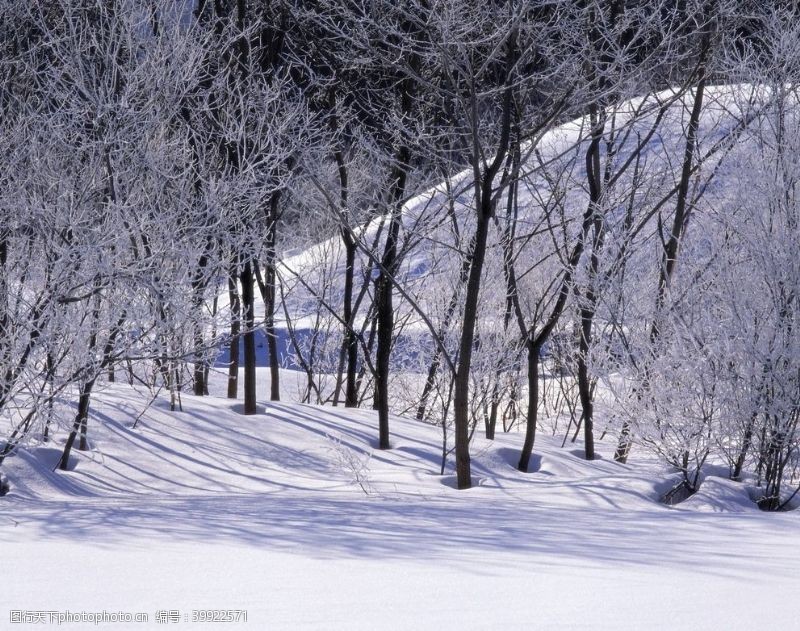 东北木材茫茫雪原的森林图片