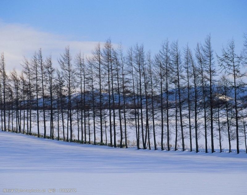 东北木材茫茫雪原上的森林图片