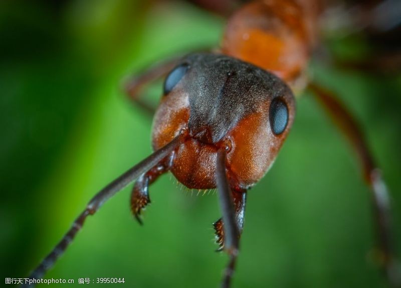 野游蚂蚁图片