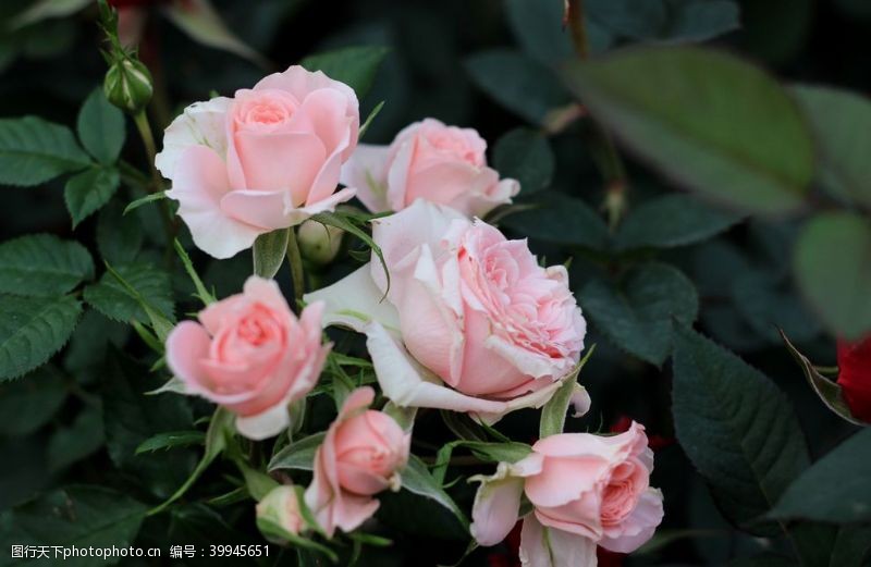 粉玫瑰玫瑰花素材图片