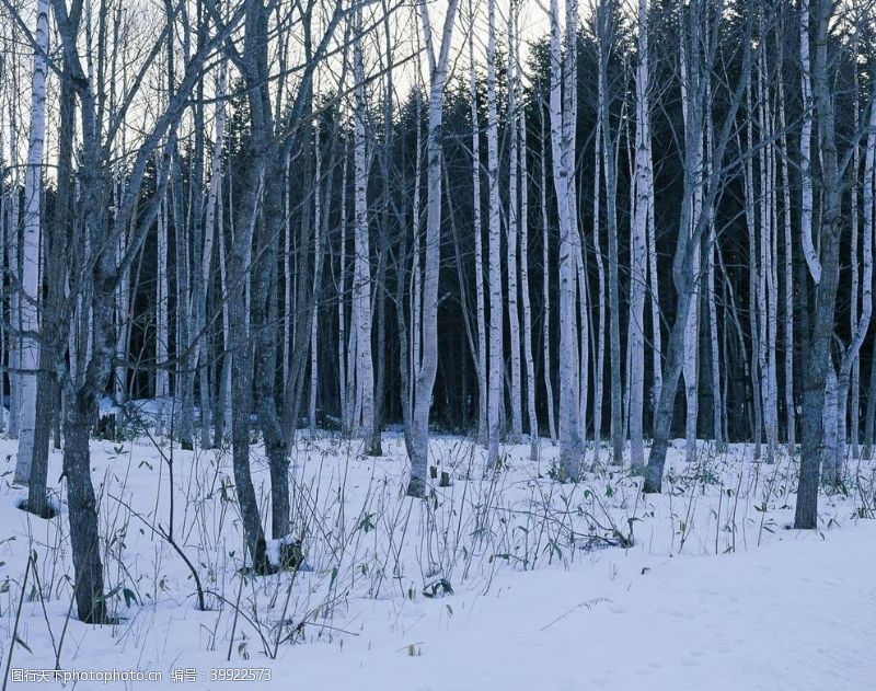 岭蒙茫茫雪原上的白桦林图片