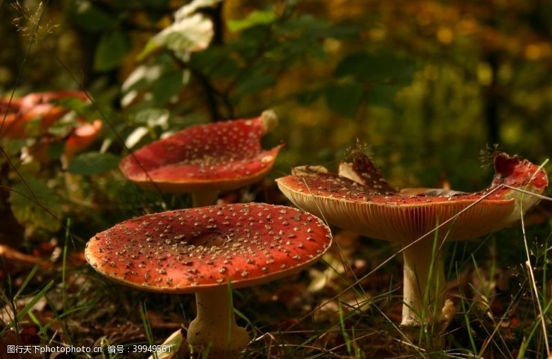 口蘑菇蘑菇图片