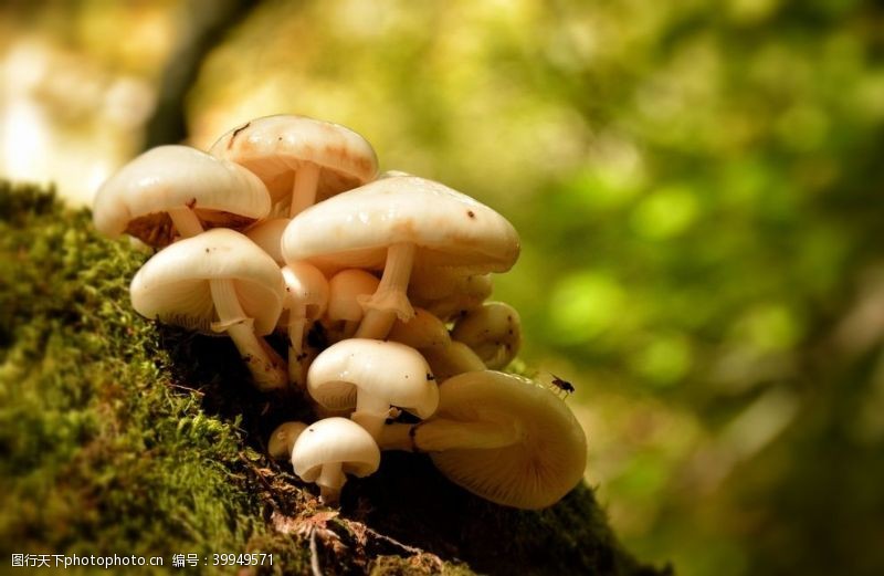 菇类蘑菇图片