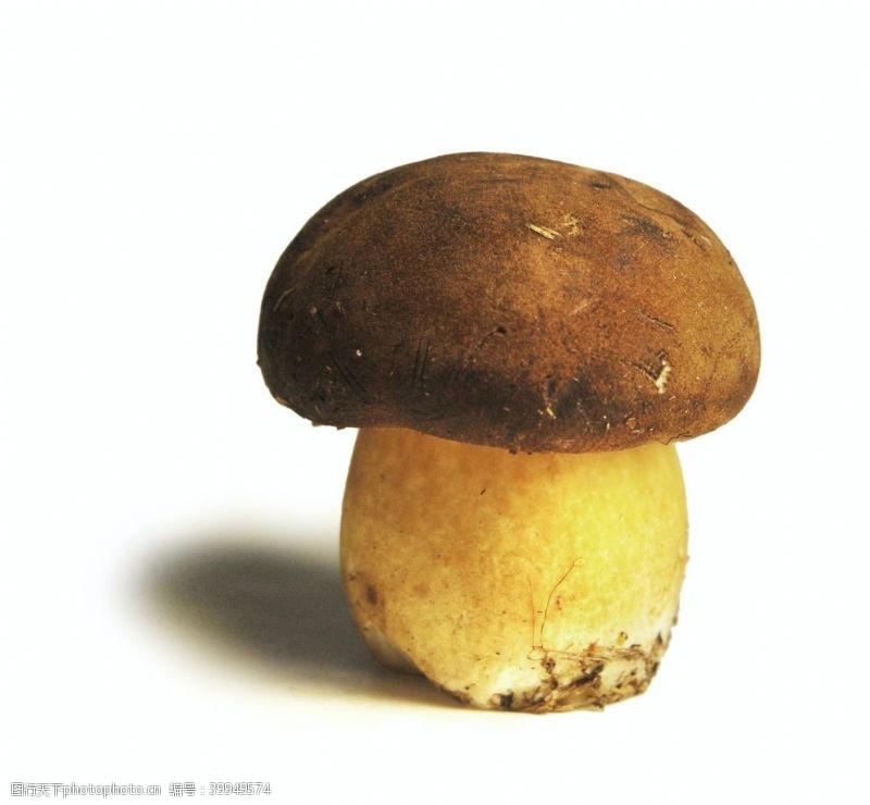 香蘑菇蘑菇图片