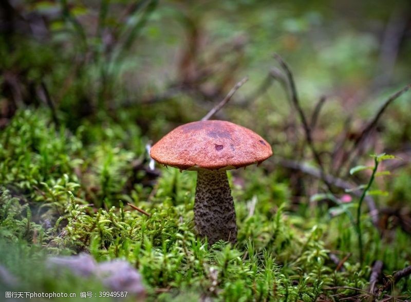 菇类蘑菇图片