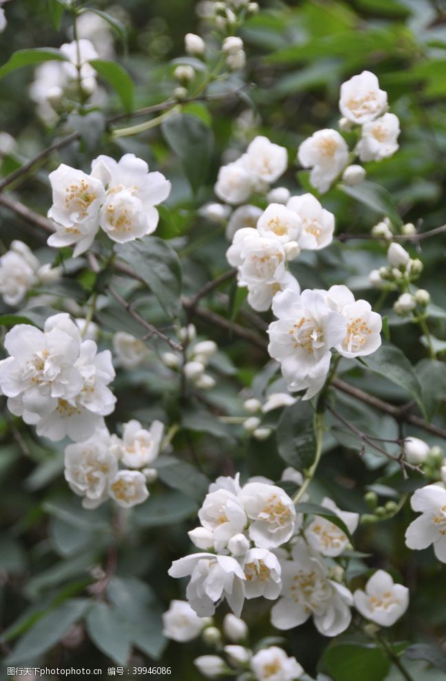 养生海报素材茉莉花图片