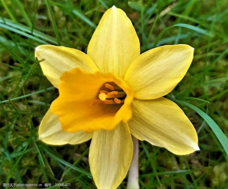 漂亮的花朵漂亮的黄色水仙花图片