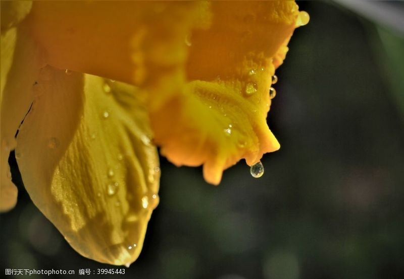 漂亮的花朵漂亮的黄色水仙花图片