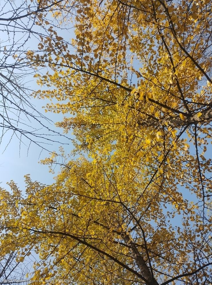 银杏树林秋季银杏树图片