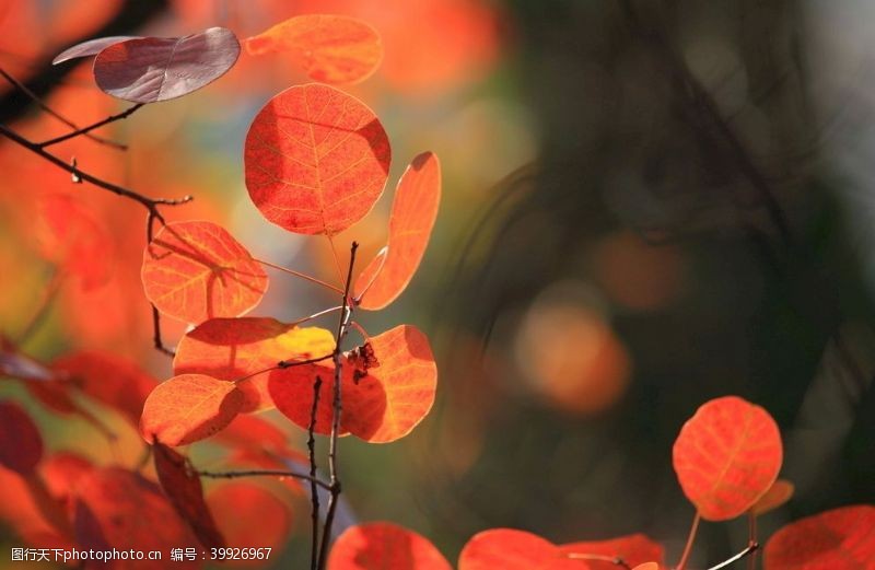 金秋旅游季秋天景色图片