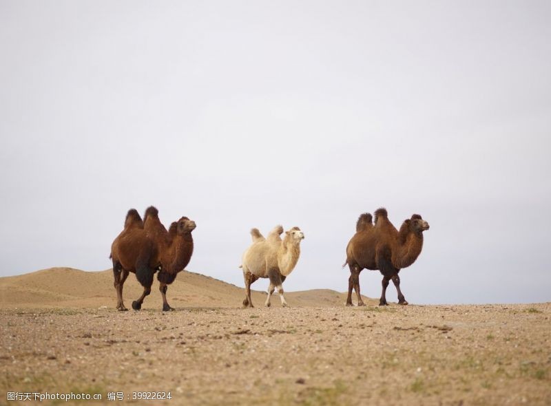 辽阔沙漠骆驼图片