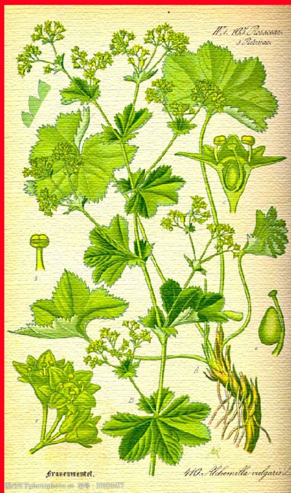 绿手绘古风植物图片