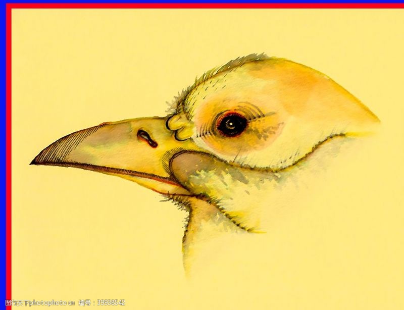 卡通小鸟手绘鸟头图片