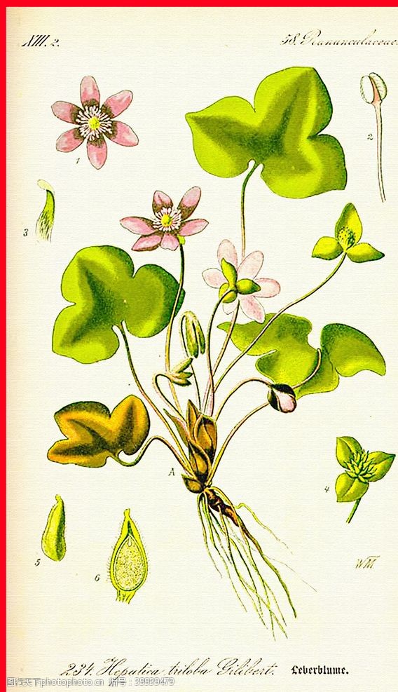 绿色茶手绘叶子图片