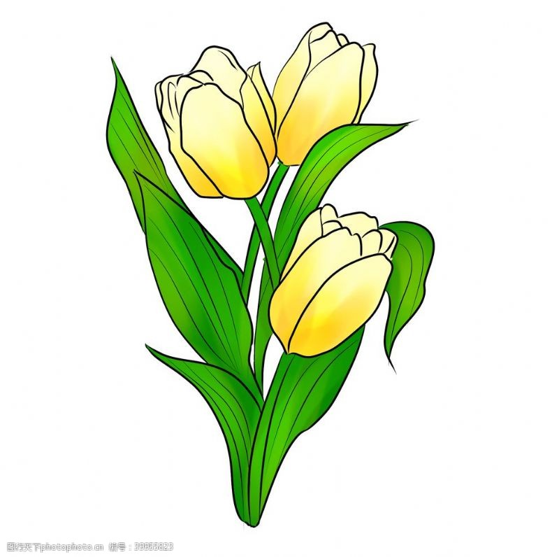 黄色花朵手绘郁金香图片