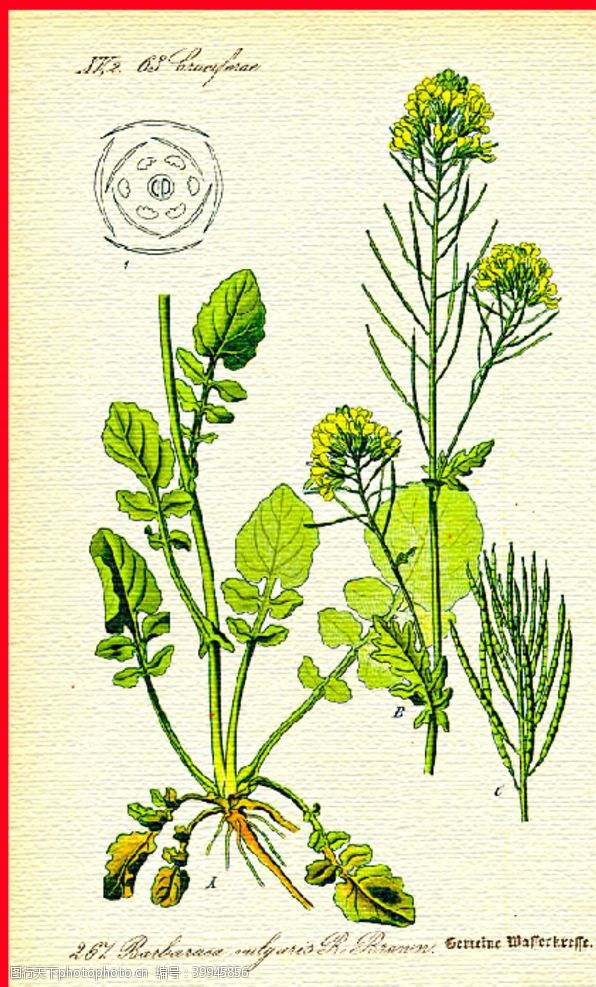 草本植物手绘植物图片
