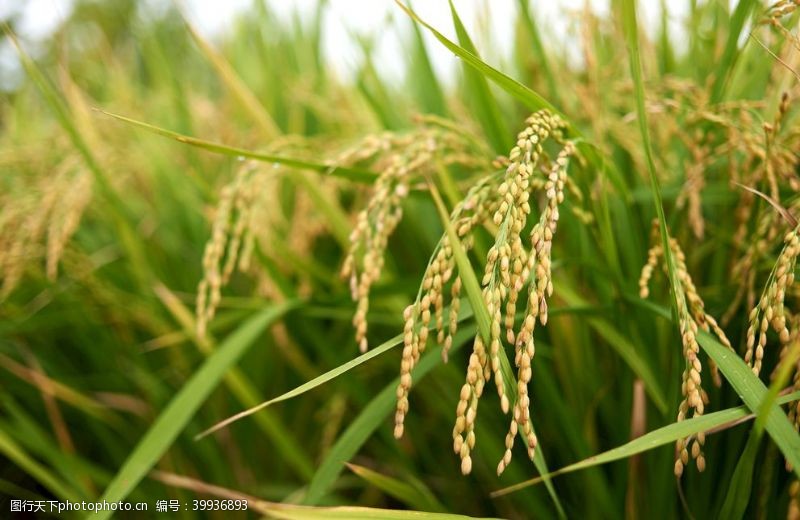 成熟水稻农业种植图片