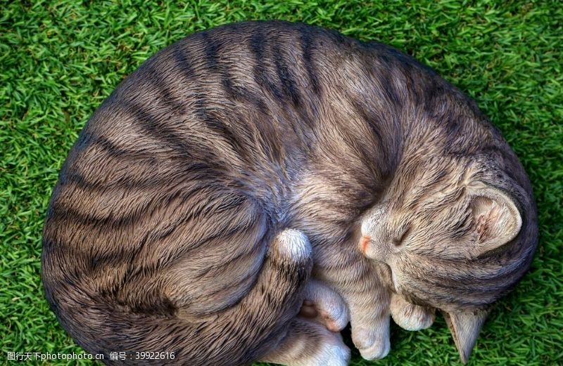 虎斑猫睡觉的小猫图片