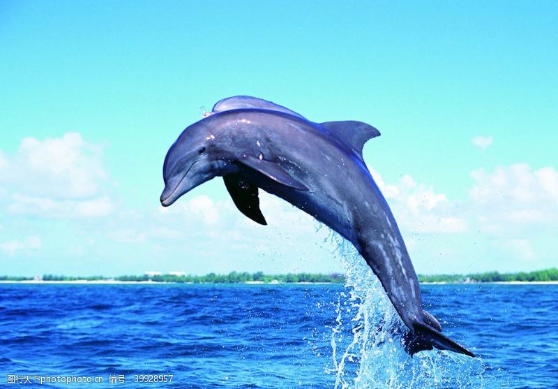 海豚摄影跳跃的海豚图片