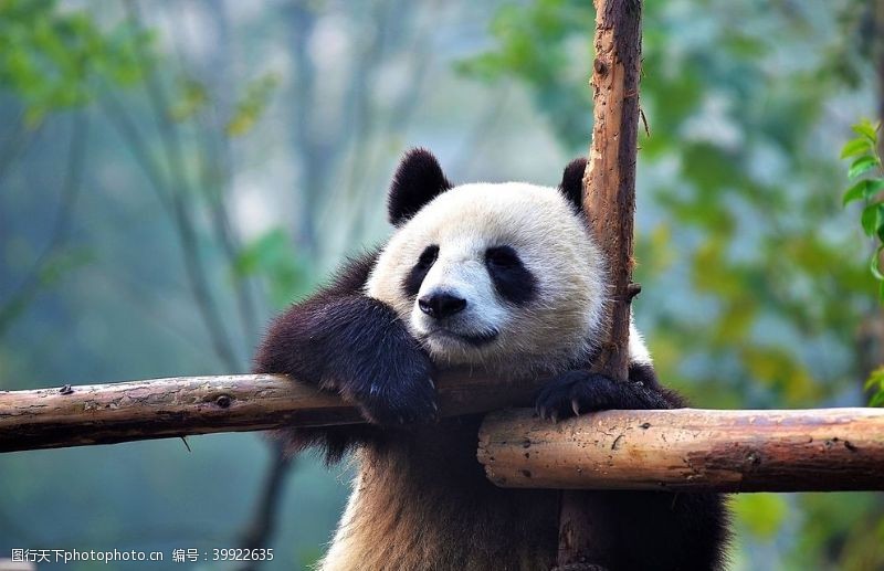 草鱼熊猫图片