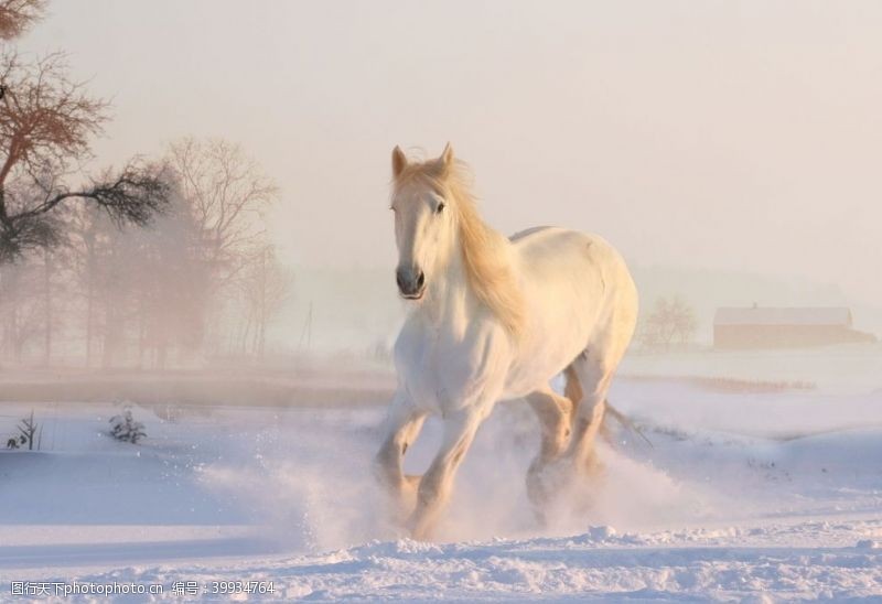 大奔雪地奔跑的白马图片