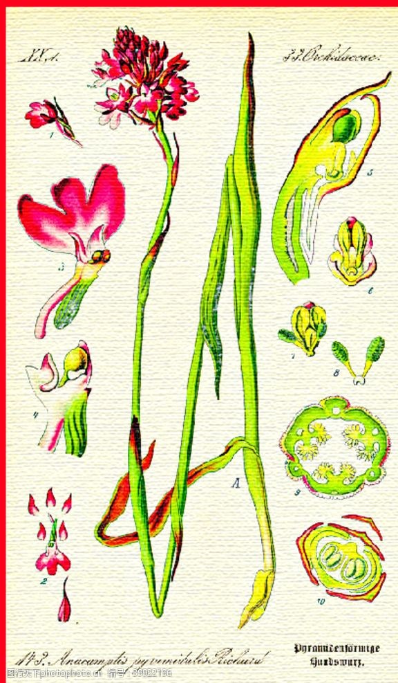 绿茶叶子叶脉图片