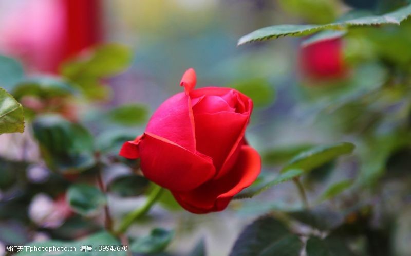 红色玫瑰花一朵待开玫瑰图片