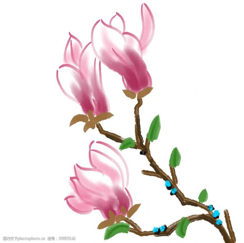 传统花朵玉兰插画图片