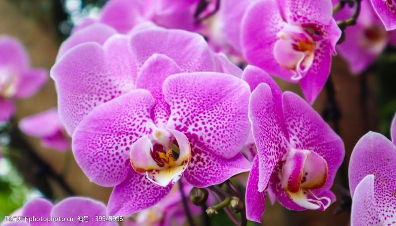 优雅花卉紫色兰花摄影图片