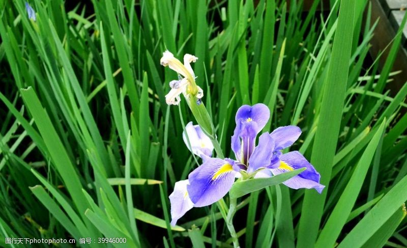 优雅紫色兰花图片