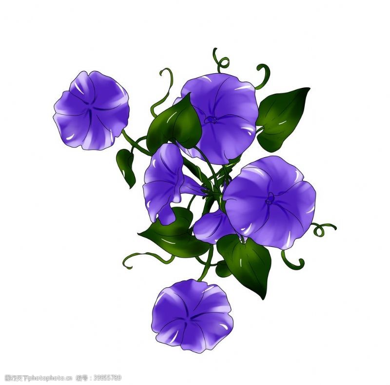 紫色背景卡片紫色牵牛花插画图片