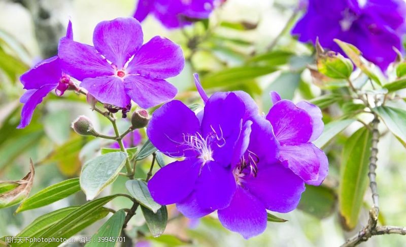 白牡丹紫色野牡丹图片